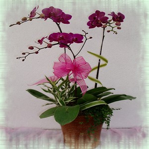 點我回上一頁~~