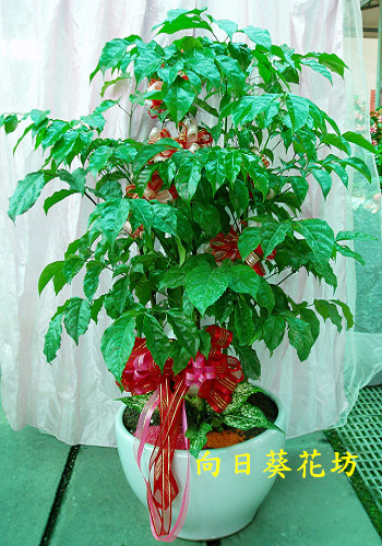 點我回上一頁~~