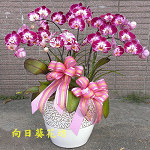 蝴蝶蘭(6株)