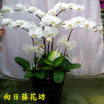 蝴蝶蘭(5株)-落地型