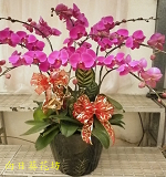 青雲直上(8株）