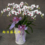 白蝴蝶蘭(10株)