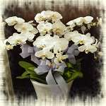 白蝴蝶蘭(7株)-落地型