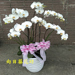 白蝴蝶蘭(6株)