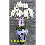 白蝴蝶蘭(6株)