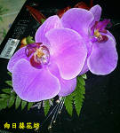 優雅蝴蝶蘭