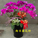 紅蝴蝶蘭(7株)落地型
