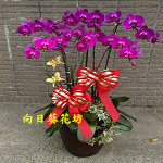 紅蝴蝶蘭(6株)